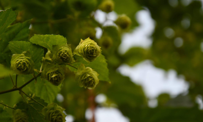 Hopbloemen in Brabant